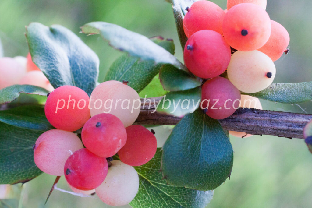Berry Stillness – Fine Art Botanical Photography Print for Home & Office Wall Decor