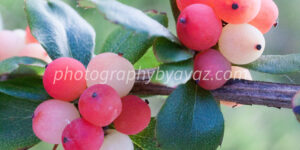 Berry Stillness – Fine Art Botanical Photography Print for Home & Office Wall Decor