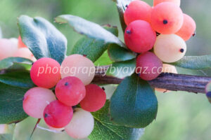 Berry Stillness – Fine Art Botanical Photography Print for Home & Office Wall Decor