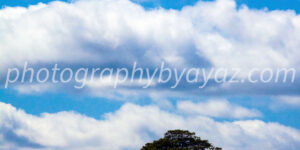 Golden Horizon – Fine Art Landscape Photography for Home and Office Wall Decor