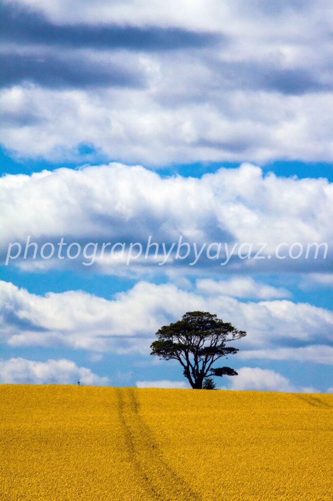 Golden Horizon – Fine Art Landscape Photography for Home and Office Wall Decor