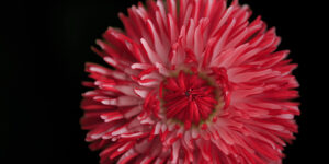 Radiant Contrast – Fine Art Floral Wall Photography Print