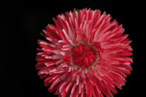 Radiant Contrast – Fine Art Floral Wall Photography Print