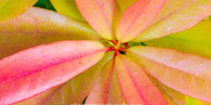 Radiant Harmony – Fine Art Botanical Photography Print for Home & Office Wall Decor