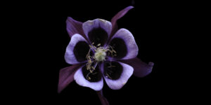 Velvet Bloom – Fine Art Floral Photography Print for Home & Office Wall Decor