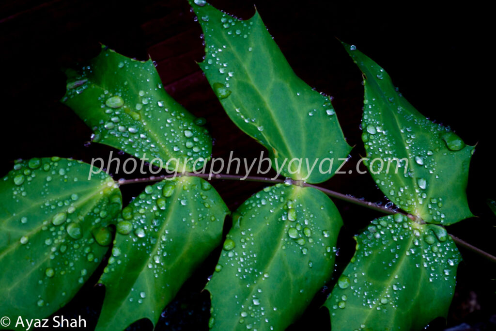 Rain-Kissed Leaves – Fine Art Nature Photography Print for Home & Office Wall Decor