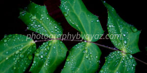 Rain-Kissed Leaves – Fine Art Nature Photography Print for Home & Office Wall Decor