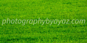 Field of Light – Fine Art Landscape Photography for Bright, Natural Wall Decor