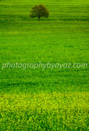 Field of Light – Fine Art Landscape Photography for Bright, Natural Wall Decor