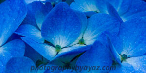 Blue Hydrangea Elegance – Fine Art Floral Photography Print for Home & Office Decor
