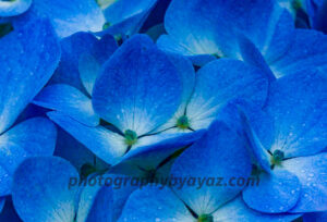 Blue Hydrangea Elegance – Fine Art Floral Photography Print for Home & Office Decor