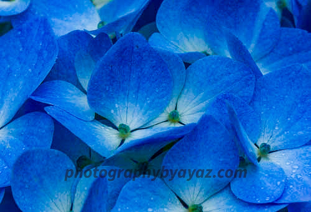 Blue Hydrangea Elegance – Fine Art Floral Photography Print for Home & Office Decor
