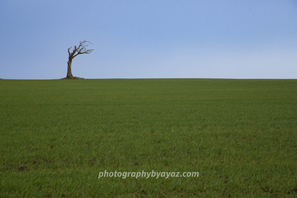 Solitude in Bloom – Fine Art Tree Photography for Minimalist Wall Decor