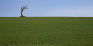 Solitude in Bloom – Fine Art Tree Photography for Minimalist Wall Decor