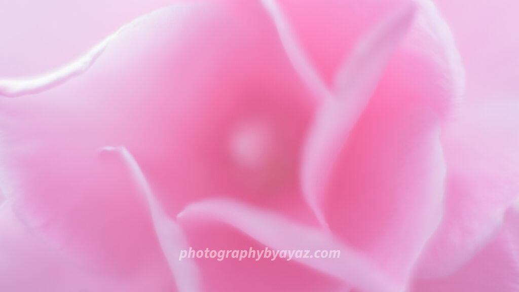 Petal Reverie – Soft Pink Rose Fine Art Photography Print