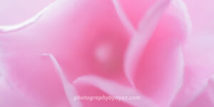 Petal Reverie – Soft Pink Rose Fine Art Photography Print