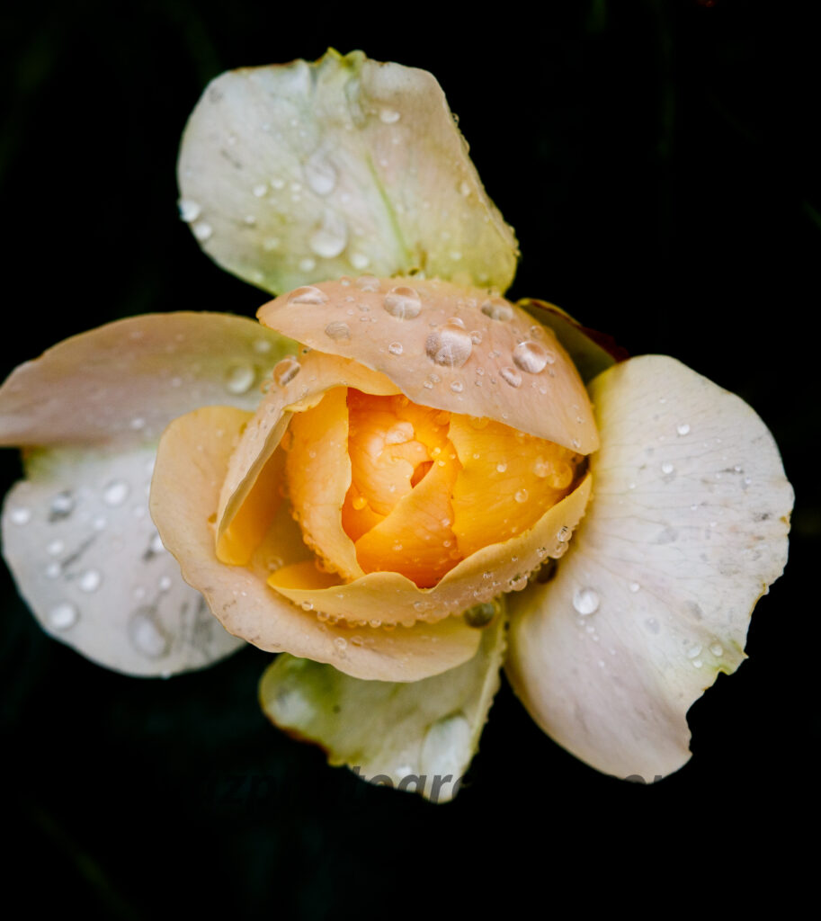 Golden Serenity – Fine Art Floral Wall Photography Print