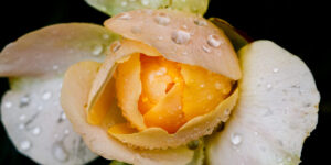 Golden Serenity – Fine Art Floral Wall Photography Print