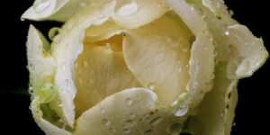 Whispers of Morning Rain – Fine Art Rose Photography Print