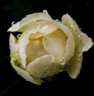 Whispers of Morning Rain – Fine Art Rose Photography Print