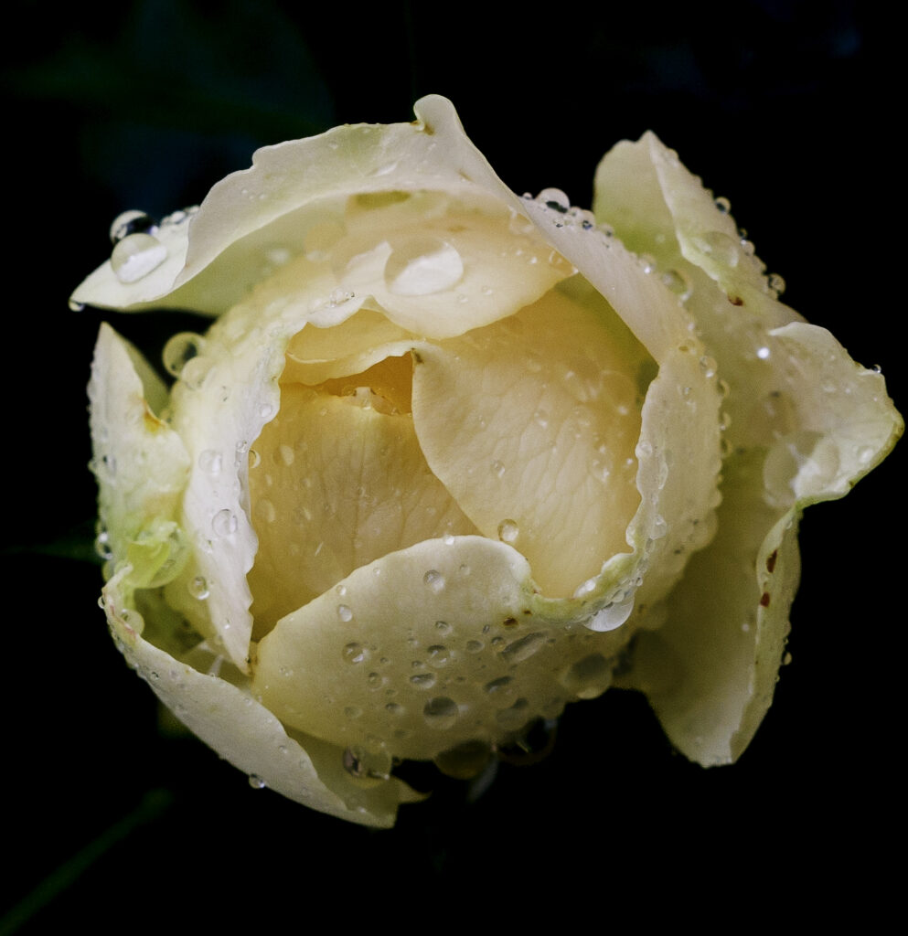 Whispers of Morning Rain – Fine Art Rose Photography Print