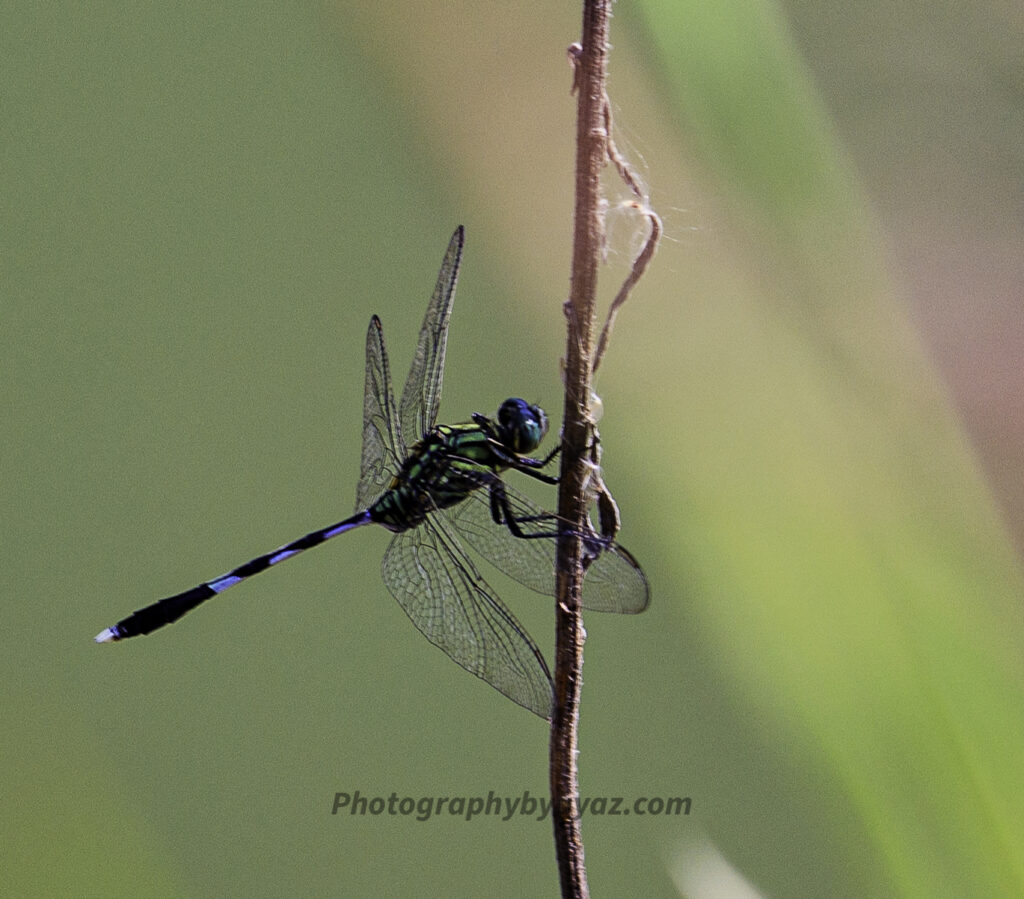 Blue Whisper – Fine Art Dragonfly Photography Print for Home & Office Wall Decor