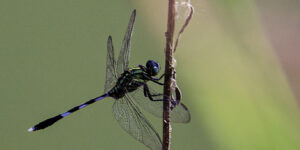 Blue Whisper – Fine Art Dragonfly Photography Print for Home & Office Wall Decor