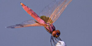 Pink Dragonfly Grace – Fine Art Nature Photography Print for Home & Office Wall Decor