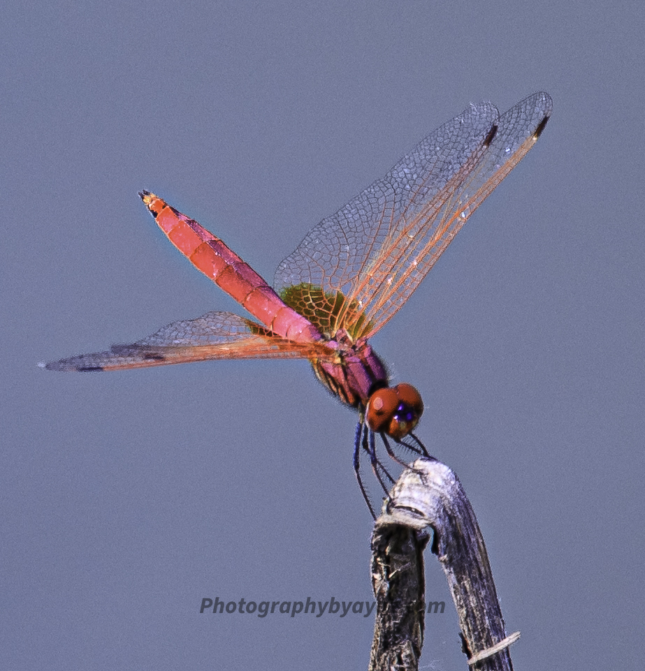 Pink Dragonfly Grace – Fine Art Nature Photography Print for Home & Office Wall Decor