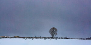 Solitary Winter Tree Fine Art Photography Print