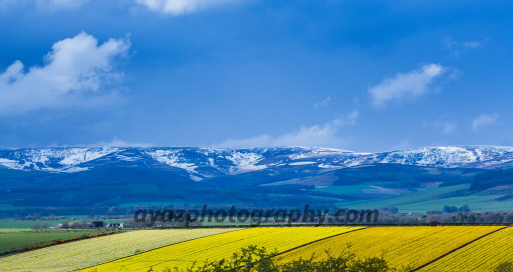 Golden Field and Snow-Capped Mountains Fine Art Photography Print
