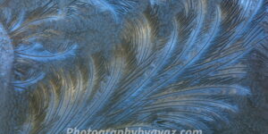 Frost Patterns Fine Art Photography Print