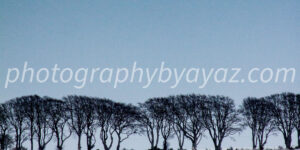 Winter Tree Line Minimalist Fine Art Photography Print