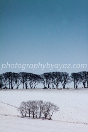 Winter Tree Line Minimalist Fine Art Photography Print