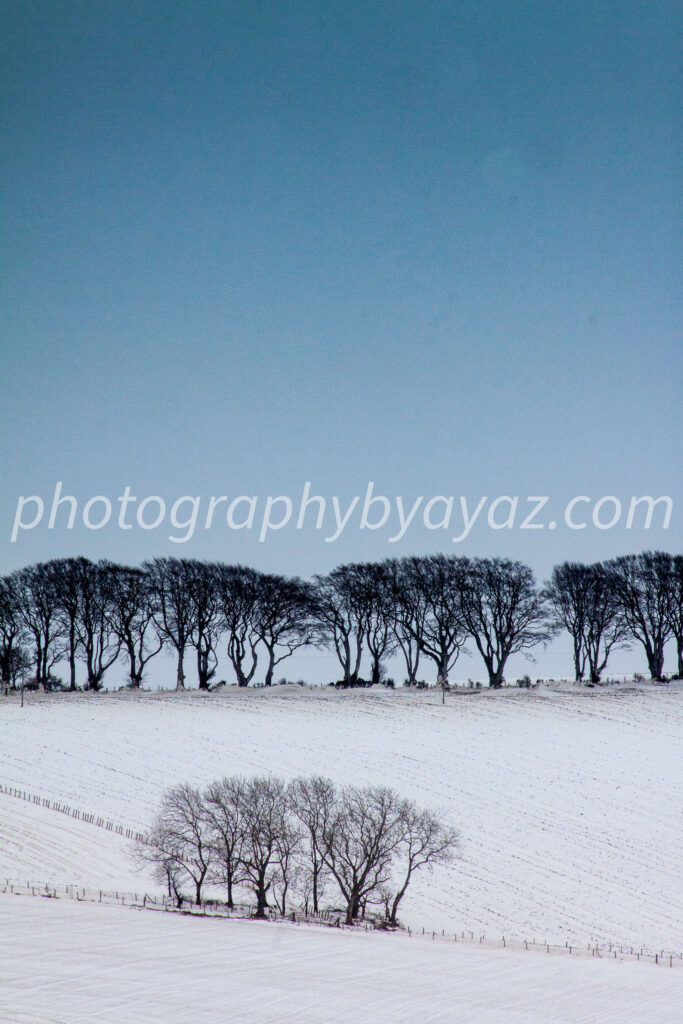 Winter Tree Line Minimalist Fine Art Photography Print