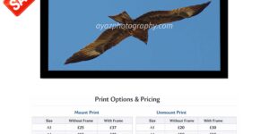 Bird in Flight Against Blue Sky – Fine Art Photography Print