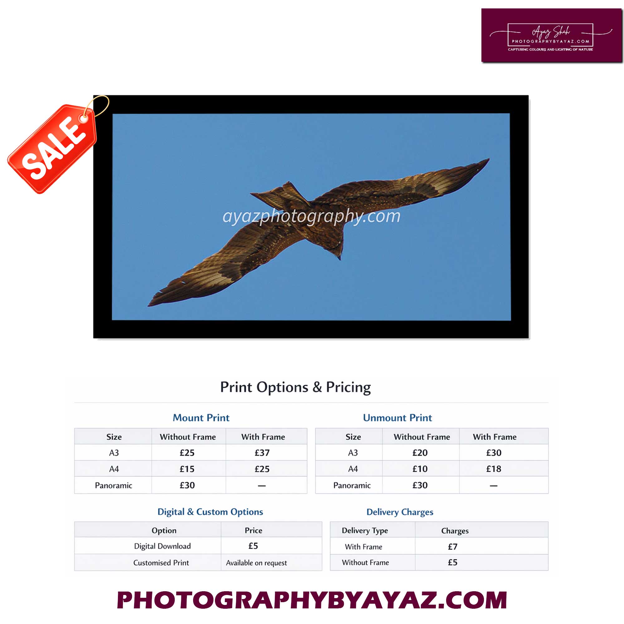 Bird in Flight Against Blue Sky – Fine Art Photography Print