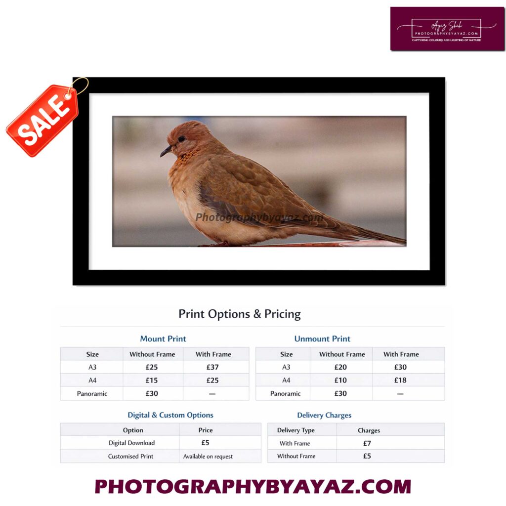 Dove in Natural Light – Fine Art Photography Print