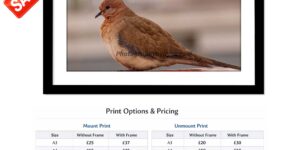 Dove in Natural Light – Fine Art Photography Print