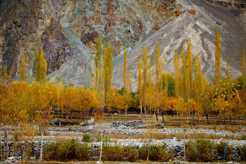 Golden Autumn Trees Against Mountain Landscape – Fine Art Photography Print