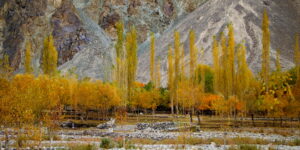 Golden Autumn Trees Against Mountain Landscape – Fine Art Photography Print