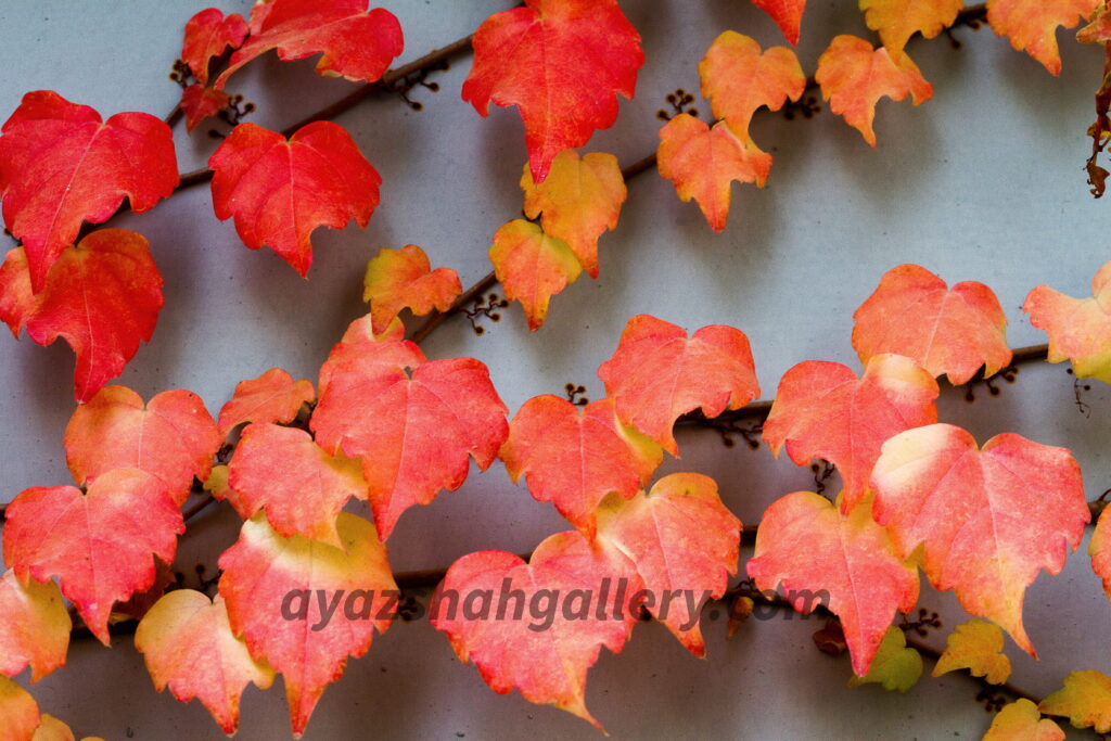 Crimson Autumn Vine Fine Art Photography Print