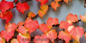 Crimson Autumn Vine Fine Art Photography Print