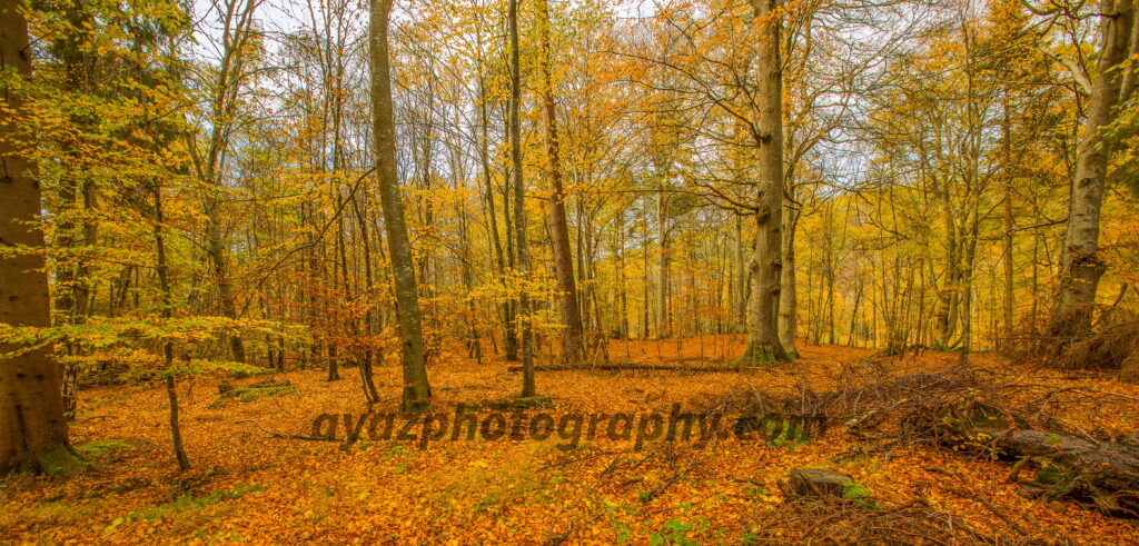 Golden Autumn Forest Fine Art Photography Print