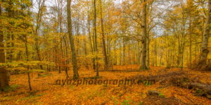 Golden Autumn Forest Fine Art Photography Print