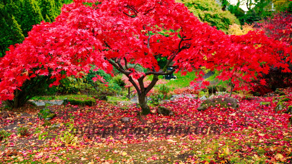 Japanese Maple Autumn Garden Fine Art Photography Print