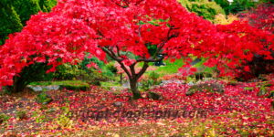 Japanese Maple Autumn Garden Fine Art Photography Print