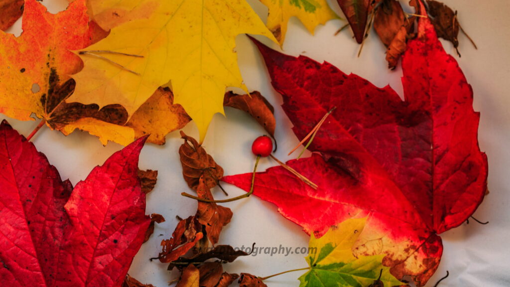 Autumn Leaves and Berry Fine Art Photography Print