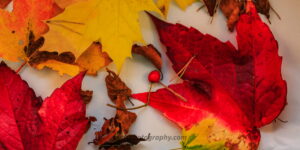 Autumn Leaves and Berry Fine Art Photography Print