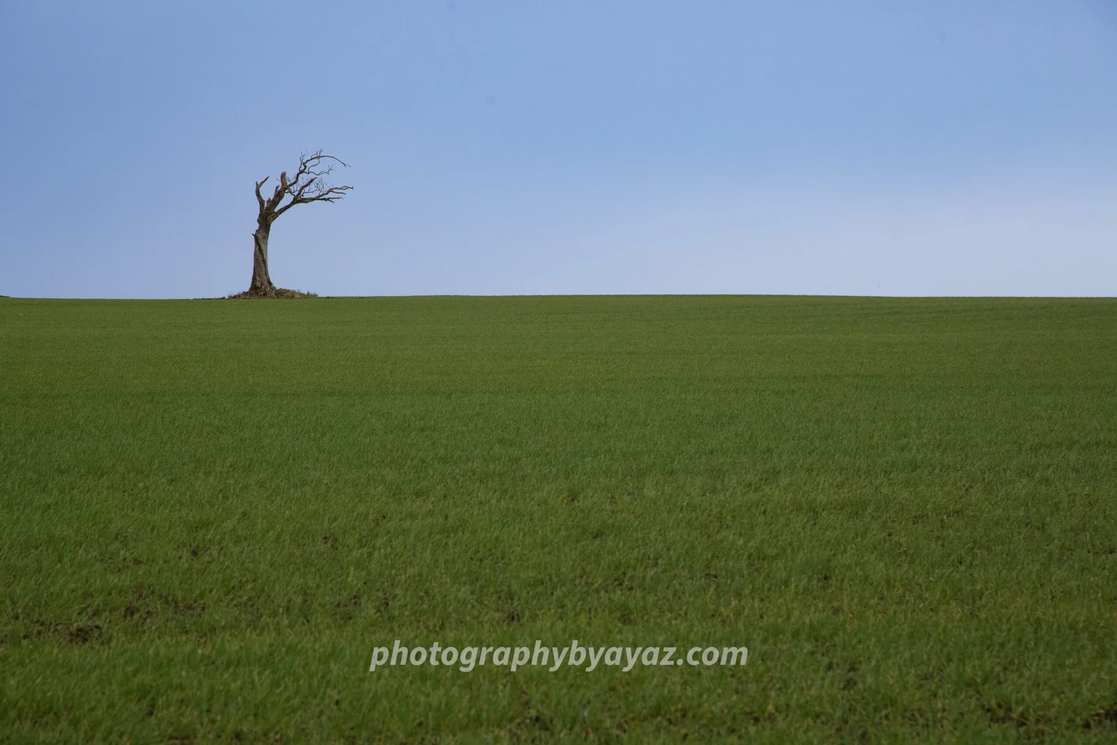 Lone Tree Green Field Wall Art - Image 2